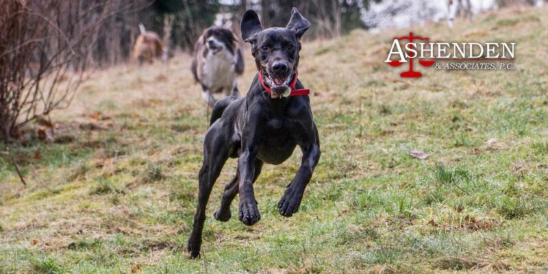 dog bite lawyers sandy springs georgia