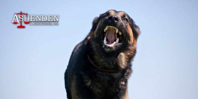 georgia dog bite lawyer