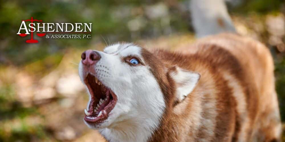 Dunwoody Dog Bite Lawyer
